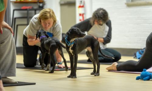 puppy yoga